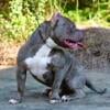 ABKC Pocket Bully Kennel Reduction