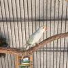 Semi tamed lacewinged Indian Ringneck