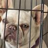 Frenchies puppys ARE HERE TAKE A LOOK !!!