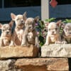 Gorgeous AKC French Bulldog Puppies