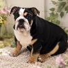Female English bulldog puppies