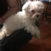 Maltipoo female ready to go by Christmas 