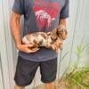 AKC chocolate and tan dapple Dachshund male puppy