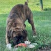 Adorable Boxer Puppies