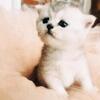 4 Kittens Scottish Fold For sale