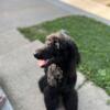 3 yr old Female full Breed Standard Poodle