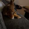 Sweet neutered male house rabbit