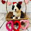 Bernedoodle puppies