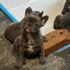 AKC Blue and Lilac French Bulldogs