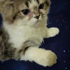 PERSIAN KITTEN MALE