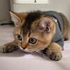 British Shorthair Golden Chinchilla Kittens