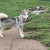 Siberian husky