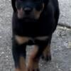 AKC German Rottweiler 