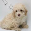 Cream Mini Poodle puppy male- does NOT shed!