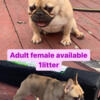 Adult female French bulldog 