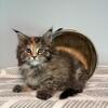 Main Coon Kittens Available Now (Halle)