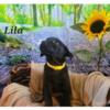 Hybrid Puppies: Belgian Malinois/Labrador Retriever. 8-weeks and ready for their forever homes!