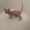 Sphynx
