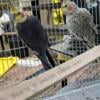 Reduced! Nice cockatiels looking for forever home