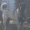 PURE BRED FEMALE KANGAL