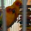 3 Adult Sun Conures 