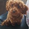 Red Purebred Tiny Toy Poodle Stud