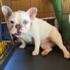 AKC Female French Bulldog