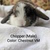 FULLY PEDIGREED HOLLAND LOP BUNNIES $200