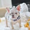 Poetic French Bulldog Puppy Rio Lilac Merle male