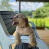 Purebred AKC Golden Retriever Puppy for Sale - Ready to Pick up Shortly - Yellow Collar