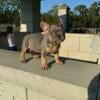 LILAC &TAN FLUFFY CARRIER MALE FRENCH BULLDOG