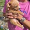 Miniature  Female Chihuahua Puppies