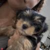 Cute yorkies for sale