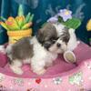 CKC IMPERIAL SHIH TZU