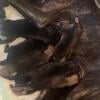 Cane Corso Puppies for sale