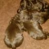 Cocker Spaniel AKC Chocolate Brown males