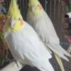 Male and female lutino cockatiel