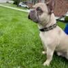 French bulldog /Akc registered intact male