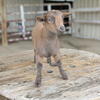 Nigerian Dwarf Baby Goats