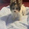 Chocolate parti  Yorkie akc male puppy
