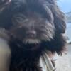 Yorkipoo male puppy for rehome