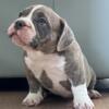 American Bully Puppies - pocket bullies