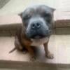 POCKET AMERICAN BULLY FEMALE