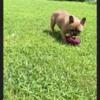 AKC Registered French Bulldogs