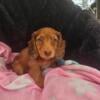 Miniature dachshund puppies