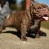 Hulk Smash / Giagi American Bully Stud