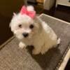 CKC registered Maltese puppies ready now