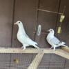 Homing pigeons