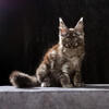 TICA Registered Maine Coon Kittens - European Line
