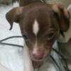 AKC Chihuahua 3 Tri-Color Males No Deposit required up to 100 miles free delivery more is negotiable